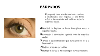 PÁRPADOS
El parpadeo es un acto inconsciente, continuo
e involuntario, que responde a una forma
refleja a los estímulos del ambiente sobre la
superficie ocular.
 Distribuir la lagrima en forma homogénea sobre la
superficie ocular.
 Favorecer la circulación lagrimal sobre la superficie
ocular.
 Evitar el deslumbramiento por exposición del ojo a la
luz excesiva.
 Proteger al ojo en proyectiles.
 Proteger al ojo de la desecación por exposición al aire.
 