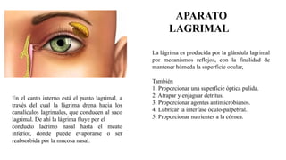 La lágrima es producida por la glándula lagrimal
por mecanismos reflejos, con la finalidad de
mantener húmeda la superficie ocular,
También
1. Proporcionar una superficie óptica pulida.
2. Atrapar y enjaguar detritus.
3. Proporcionar agentes antimicrobianos.
4. Lubricar la interfase óculo-palpebral.
5. Proporcionar nutrientes a la córnea.
En el canto interno está el punto lagrimal, a
través del cual la lágrima drena hacia los
canalículos lagrimales, que conducen al saco
lagrimal. De ahí la lágrima fluye por el
conducto lacrimo nasal hasta el meato
inferior, donde puede evaporarse o ser
reabsorbida por la mucosa nasal.
APARATO
LAGRIMAL
 