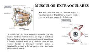 La contracción de estos músculos mantiene los ejes
visuales paralelos entre si cuando se dirige la mirada en
forma voluntaria hacia un punto particular de atención en
la visión a distancia. Pero, en la visión de cerca, los ejes
visuales tienden a converger, siempre gracias a
coordinación central, a fin de proporcionar una mejor
apreciación de detalle.
MÚSCULOS EXTRAOCULARES
Son seis músculos que se insertan sobre la
superficie exterior de cada GO y que, por su otro
extremo, se fijan a las paredes de la órbita.
 