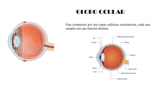 Esta compuesto por tres capas esféricas concéntricas, cada una
cumple con una función distinta.
GLOBO OCULAR
 