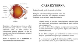 CAPA EXTERNA
Está conformada por la córnea y la esclerótica.
Protege el contenido ocular y mantiene la forma del
globo ocular. Esta capa está compuesta por fibras
colágenas, lo que le otorga una gran resistencia.
La córnea y el humor acuoso tienen un índice
de refracción muy parecido y se les puede
considerar como un lente positivo de
cuarentaitrés dioptrías positivas, lo que las
convierte en el principal elemento refractivo
del globo ocular.
Sobre la superficie de la esclerótica se
insertan los músculos extraoculares.
La parte anterior de esta capa (córnea) presenta modificaciones
con respecto a la parte posterior (esclerótica), lo que le confiere
mayor trasparencia:
1. A este nivel, las fibras colágenas se disponen ordenadamente,
en forma paralela entre sí, para permitir el paso de las ondas de
luz a través de ellas.
2. Las fibras colágenas que conforman la cornéa son más
delgadas que las fibrascolágenas que comforma la esclera.
3. La córnea tiene un grado de hidratación de 70 %, mientras
que la esclerótica posee un grado de hidratación del 99 %.
 