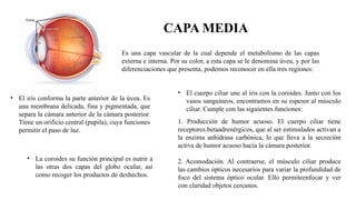 CAPA MEDIA
Es una capa vascular de la cual depende el metabolismo de las capas
externa e interna. Por su color, a esta capa se le denomina úvea, y por las
diferenciaciones que presenta, podemos reconocer en ella tres regiones:
• El cuerpo ciliar une al iris con la coroides. Junto con los
vasos sanguíneos, encontramos en su espesor al músculo
ciliar. Cumple con las siguientes funciones:
1. Producción de humor acuoso. El cuerpo ciliar tiene
receptores betaadrenérgicos, que al ser estimulados activan a
la enzima anhidrasa carbónica, lo que lleva a la secreción
activa de humor acuoso hacia la cámara posterior.
2. Acomodación. Al contraerse, el músculo ciliar produce
las cambios ópticos necesarios para variar la profundidad de
foco del sistema óptico ocular. Ello permiteenfocar y ver
con claridad objetos cercanos.
• El iris conforma la parte anterior de la úvea. Es
una membrana delicada, fina y pigmentada, que
separa la cámara anterior de la cámara posterior.
Tiene un orificio central (pupila), cuya funciones
permitir el paso de luz.
• La coroides su función principal es nutrir a
las otras dos capas del globo ocular, así
como recoger los productos de deshechos.
 