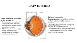 CAPA INTERNA
Epitelio pigmentario de la retina
porción mas externa.
• Contribuye una barrera hemato-
ocular controlando el paso de
nutrientes de la coroides hacia la
retina neurosensorial.
• Eliminación de desechos, originados
a nivel de fotocerectores.
• Capta, almacena, distribuye y
metaboliza la vitamina A.
Retina neurosensorial
Fotorreceptores: neuronas fotosensibles,
se despolarizan al recibir estimulo
luminoso.
Células bipolares: transmite la respuesta
eléctrica de los fotorreceptores.
Células ganglionares: recoge impulsos de
C. bipolares para transmitirlas a áreas
especificas del cerebro.
 