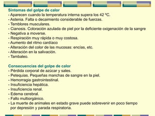 Síntomas del golpe de calor
- Aparecen cuando la temperatura interna supera los 42 ºC.
- Astenia. Falta o decaimiento considerable de fuerzas.
- Temblores musculares.
- Cianosis. Coloración azulada de piel por la deficiente oxigenación de la sangre
- Negativa a moverse.
- Respiración muy rápida o muy costosa.
- Aumento del ritmo cardíaco
- Alteración del color de las mucosas: encías, etc.
- Alteración en la salivación.
- Tambaleo.
Consecuencias del golpe de calor
- Pérdida corporal de azúcar y sales.
- Petequias. Pequeñas manchas de sangre en la piel.
- Hemorragia gastrointestinal.
- Insuficiencia hepática.
- Insuficiencia renal.
- Edema cerebral.
- Fallo multiorgánico.
- La muerte de animales en estado grave puede sobrevenir en poco tiempo
por depresión y parada respiratoria.
 