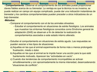- Comportamiento: Observar el comportamiento de los animales puede proporcionar
claves fiables acerca de su bienestar. La ventaja es que la técnica no es invasiva, se
puede realizar en campo sin equipo complicado, puede dar una indicación instantánea de
bienestar y los cambios comportamentales pueden preceder a otros indicadores de un
bajo bienestar.
-Métodos:
- Comparar el comportamiento con el de los animales silvestres.
- Estudiar el comportamiento en situaciones de estrés fisiológico. Los animales
que muestran los síntomas fisiológicos conocidos como Síndrome general de
adaptación (GAS) se observan a fin de detectar la realización de
comportamientos asociados a este estado interno alterado.
- Estudiar el comportamiento en situaciones de estrés agudo. Las respuestas se
pueden asociar a tres tipos de situaciones:
a) Aquellas en las que el animal experimenta de forma más o menos prolongado
frustración, miedo o dolor.
b) Aquellas en las que al animal se le impide hacer una acción para la que esté
fuertemente motivado. Aparecen las “actividades en vacío”.
c) Cuando dos tendencias de comportamiento incompatibles se activan
simultáneamente y con aproximadamente la misma intensidad, desencadenando
“situaciones de conflicto”.
 