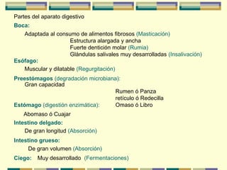 Partes del aparato digestivo
Boca:
Esófago:
Preestómagos (degradación microbiana):
Estómago (digestión enzimática):
Intestino delgado:
Intestino grueso:
Ciego:
Adaptada al consumo de alimentos fibrosos (Masticación)
Estructura alargada y ancha
Fuerte dentición molar (Rumia)
Glándulas salivales muy desarrolladas (Insalivación)
Muscular y dilatable (Regurgitación)
Gran capacidad
Rumen ó Panza
retículo ó Redecilla
Omaso ó Libro
Abomaso ó Cuajar
De gran longitud (Absorción)
De gran volumen (Absorción)
Muy desarrollado (Fermentaciones)
 