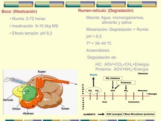 Boca: (Masticación)
• Rumia: 2-72 horas
• Insalivación 8-10 l/kg MS
• Efecto tampón: pH 8,2
Rumen-retículo: (Degradación)
Mezcla: Agua, microorganismos,
alimento y saliva
Maceración: Degradación + Rumia
pH = 6,5
Tª = 39–40 ºC
Anaerobiosis
Degradación de:
HC: AGV+CO2+CH4+Energía
Proteína: AGV+NH4+Energía
R
U
M
E
N
S
A
N
G
R
E
CH4 CO2 AGV NH4
Urea Carbonatos
+ Energía
Minerales
Eructo
HC, Celulosa
Proteínas
Alimento
R
U
M
E
N
S
A
N
G
R
E
CH4 CO2 AGV NH4
Urea Carbonatos
+ Energía
Minerales
Eructo
HC, Celulosa
Proteínas
Alimento
ALIMENTO AGV (energía) + Masa Microbiana (proteína)
ALIMENTO AGV (energía) + Masa Microbiana (proteína)
 