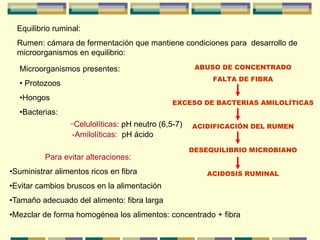 Equilibrio ruminal:
Rumen: cámara de fermentación que mantiene condiciones para desarrollo de
microorganismos en equilibrio:
Microorganismos presentes:
• Protozoos
•Hongos
•Bacterias:
-Celulolíticas: pH neutro (6,5-7)
-Amilolíticas: pH ácido
Para evitar alteraciones:
•Suministrar alimentos ricos en fibra
•Evitar cambios bruscos en la alimentación
•Tamaño adecuado del alimento: fibra larga
•Mezclar de forma homogénea los alimentos: concentrado + fibra
ABUSO DE CONCENTRADO
FALTA DE FIBRA
EXCESO DE BACTERIAS AMILOLÍTICAS
ACIDIFICACIÓN DEL RUMEN
DESEQUILIBRIO MICROBIANO
ACIDOSIS RUMINAL
ABUSO DE CONCENTRADO
FALTA DE FIBRA
EXCESO DE BACTERIAS AMILOLÍTICAS
ACIDIFICACIÓN DEL RUMEN
DESEQUILIBRIO MICROBIANO
ACIDOSIS RUMINAL
 