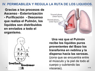 14
IV. PERMEABILIZA Y REGULA LA RUTA DE LOS LIQUIDOS.
Gracias a los procesos de
Ascenso - Exteriorización
- Purificación - Descenso
que realiza el Pulmón, los
líquidos son distribuidos
en enviados a todo el
organismo.
Una vez que el Pulmón
recibe los líquidos puros
provenientes del Bazo los
transforma en neblina y la
dispersa hacia las serosas.
(zona que se encuentra entre
el músculo y la piel de todo el
cuerpo y cubriendo las
vísceras).
 