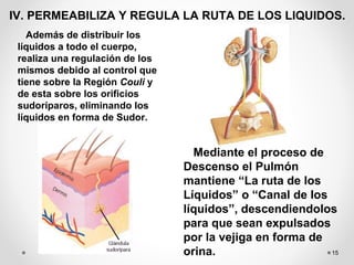 15
IV. PERMEABILIZA Y REGULA LA RUTA DE LOS LIQUIDOS.
Además de distribuir los
líquidos a todo el cuerpo,
realiza una regulación de los
mismos debido al control que
tiene sobre la Región Couli y
de esta sobre los orificios
sudoríparos, eliminando los
líquidos en forma de Sudor.
Mediante el proceso de
Descenso el Pulmón
mantiene “La ruta de los
Líquidos” o “Canal de los
líquidos”, descendiendolos
para que sean expulsados
por la vejiga en forma de
orina.
 