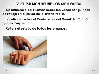 18
La influencia del Pulmón sobre los vasos sanguíneos
se refleja en el pulso de la arteria radial.
Localizado sobre el Punto Yuan del Canal del Pulmón
que es Taiyuan P 9.
Refleja el estado de todos los órganos.
V. EL PULMON REUNE LOS CIEN VASOS.
 