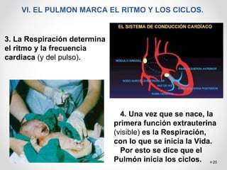 20
VI. EL PULMON MARCA EL RITMO Y LOS CICLOS.
3. La Respiración determina
el ritmo y la frecuencia
cardiaca (y del pulso).
4. Una vez que se nace, la
primera función extrauterina
(visible) es la Respiración,
con lo que se inicia la Vida.
Por esto se dice que el
Pulmón inicia los ciclos.
 