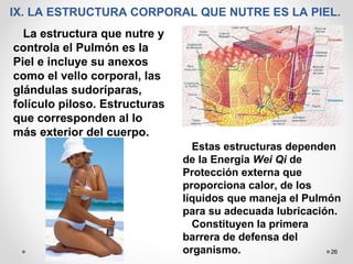 26
IX. LA ESTRUCTURA CORPORAL QUE NUTRE ES LA PIEL.
La estructura que nutre y
controla el Pulmón es la
Piel e incluye su anexos
como el vello corporal, las
glándulas sudoríparas,
folículo piloso. Estructuras
que corresponden al lo
más exterior del cuerpo.
Estas estructuras dependen
de la Energía Wei Qi de
Protección externa que
proporciona calor, de los
líquidos que maneja el Pulmón
para su adecuada lubricación.
Constituyen la primera
barrera de defensa del
organismo.
 