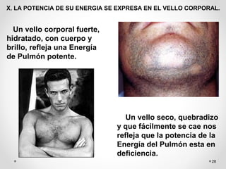 28
X. LA POTENCIA DE SU ENERGIA SE EXPRESA EN EL VELLO CORPORAL.
Un vello corporal fuerte,
hidratado, con cuerpo y
brillo, refleja una Energía
de Pulmón potente.
Un vello seco, quebradizo
y que fácilmente se cae nos
refleja que la potencia de la
Energía del Pulmón esta en
deficiencia.
 