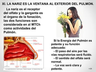 29
XI. LA NARIZ ES LA VENTANA AL EXTERIOR DEL PULMON.
La nariz es el receptor
del olfato y la garganta es
el órgano de la fonación,
las dos funciones son
considerada en al MTCh
como actividades del
Pulmón.
Si la Energía del Pulmón es
potente y su función
adecuada:
- El paso del aire por las
vías respiratorias será fluido.
- El sentido del olfato será
normal.
- La voz será clara y
potente.
 