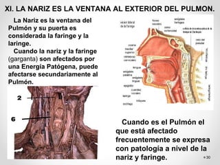 30
XI. LA NARIZ ES LA VENTANA AL EXTERIOR DEL PULMON.
La Nariz es la ventana del
Pulmón y su puerta es
considerada la faringe y la
laringe.
Cuando la nariz y la faringe
(garganta) son afectados por
una Energía Patógena, puede
afectarse secundariamente al
Pulmón.
Cuando es el Pulmón el
que está afectado
frecuentemente se expresa
con patología a nivel de la
nariz y faringe.
 