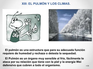 35
XIII: EL PULMÓN Y LOS CLIMAS.
El pulmón es una estructura que para su adecuada función
requiere de humedad y rechaza o detesta la sequedad.
El Pulmón es un órgano muy sensible al frío, fácilmente lo
ataca por su relación que tiene con la piel y la energía Wei
defensiva que cubren a todo el organismo.
 