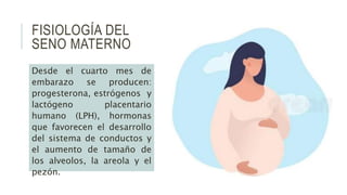FISIOLOGÍA DEL
SENO MATERNO
Desde el cuarto mes de
embarazo se producen:
progesterona, estrógenos y
lactógeno placentario
humano (LPH), hormonas
que favorecen el desarrollo
del sistema de conductos y
el aumento de tamaño de
los alveolos, la areola y el
pezón.
 