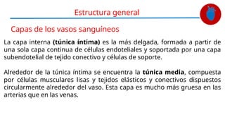 Fisiología del Sistema Circulatorio.pptx