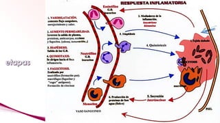Fisiología del sistema inmunitario