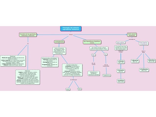 Download Sistema Reproductor Mapa Conceptual Gif Universo