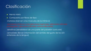  Nervio mixto
 Compuesto por fibras de tipo:
-motoras (inervan a los músculos de la mímica)
-secretoras (inervan a las glándulas lagrimales, glándulas salivares
sublinguales, glándulas salivares submandibulares)
-sensitivas (sensibilidad de una parte del pabellón auricular)
-sensoriales (llevan información del sentido del gusto de los 2/3
anteriores de la lengua)
Clasificación
 