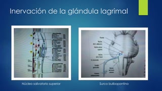 Inervación de la glándula lagrimal
Núcleo salivatorio superior Surco bulbopontino
 