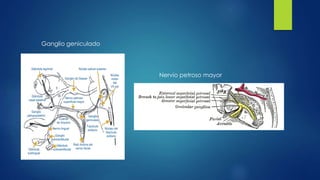 Nervio petroso mayor
Ganglio geniculado
 