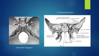 Foramen rasgado
Canal pterigoideo
 
