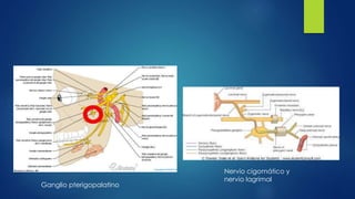 Ganglio pterigopalatino
Nervio cigomático y
nervio lagrimal
 