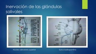 Inervación de las glándulas
salivales
Núcleo salivatorio superior Surco bulbopontino
 