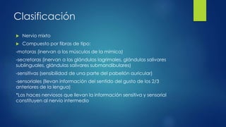 Clasificación
 Nervio mixto
 Compuesto por fibras de tipo:
-motoras (inervan a los músculos de la mímica)
-secretoras (inervan a las glándulas lagrimales, glándulas salivares
sublinguales, glándulas salivares submandibulares)
-sensitivas (sensibilidad de una parte del pabellón auricular)
-sensoriales (llevan información del sentido del gusto de los 2/3
anteriores de la lengua)
*Los haces nerviosos que llevan la información sensitiva y sensorial
constituyen al nervio intermedio
 