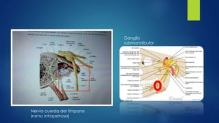 Nervio cuerda del tímpano
(rama intrapetrosa)
Ganglio
submandibular
 