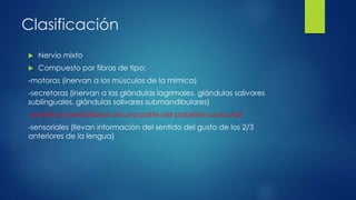 Clasificación
 Nervio mixto
 Compuesto por fibras de tipo:
-motoras (inervan a los músculos de la mímica)
-secretoras (inervan a las glándulas lagrimales, glándulas salivares
sublinguales, glándulas salivares submandibulares)
-sensitivas (sensibilidad de una parte del pabellón auricular)
-sensoriales (llevan información del sentido del gusto de los 2/3
anteriores de la lengua)
 