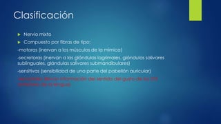 Clasificación
 Nervio mixto
 Compuesto por fibras de tipo:
-motoras (inervan a los músculos de la mímica)
-secretoras (inervan a las glándulas lagrimales, glándulas salivares
sublinguales, glándulas salivares submandibulares)
-sensitivas (sensibilidad de una parte del pabellón auricular)
-sensoriales (llevan información del sentido del gusto de los 2/3
anteriores de la lengua)
 