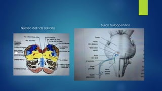 Núcleo del haz solitario
Surco bulbopontino
 