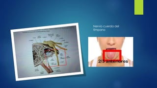 Nervio cuerda del
tímpano
 