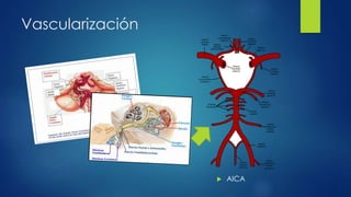 Vascularización
 AICA
 