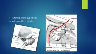  Arteria petrosa superficial
 Arteria estilomastoidea
 