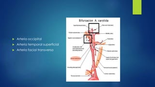  Arteria occipital
 Arteria temporal superficial
 Arteria facial transversa
 