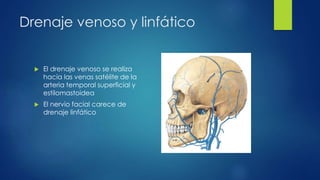Drenaje venoso y linfático
 El drenaje venoso se realiza
hacia las venas satélite de la
arteria temporal superficial y
estilomastoidea
 El nervio facial carece de
drenaje linfático
 