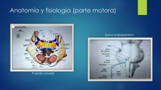 Anatomía y fisiología (parte motora)
Puente caudal
Surco bulbopontino
 