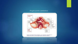 Ángulo ponto-cerebeloso
 