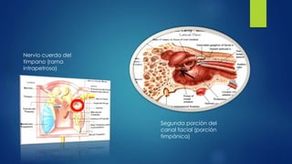 Segunda porción del
canal facial (porción
timpánica)
Nervio cuerda del
tímpano (rama
intrapetrosa)
 
