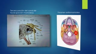 Foramen estilomastoideo
Tercera porción del canal del
facial (porción mastoidea)
 