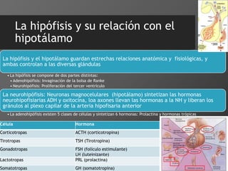 La hipófisis y su relación con el
hipotálamo
La hipófisis y el hipotálamo guardan estrechas relaciones anatómica y fisiológicas, y
ambas controlan a las diversas glándulas
• La hipófisis se compone de dos partes distintas:
• Adenohipófisis: Invaginación de la bolsa de Ranke
• Neurohipófisis: Proliferación del tercer ventrículo
La neurohipófisis: Neuronas magnocelulares (hipotálamo) sintetizan las hormonas
neurohipofisiarias ADH y oxitocina, loa axones llevan las hormonas a la NH y liberan los
gránulos al plexo capilar de la arteria hipofisaria anterior
• La adenohipófisis existen 5 clases de células y sintetizan 6 hormonas: Prolactina y hormonas trópicas
Célula Hormona
Corticotropas ACTH (corticotropina)
Tirotropas TSH (Tirotropina)
Gonadotropas FSH (folículo estimulante)
LH (luteinizante)
Lactotropas PRL (prolactina)
Somatotropas GH (somatotropina)
 