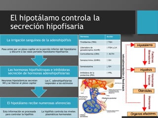El hipotálamo controla la
secreción hipofisaria
El hipotálamo recibe numerosas aferencias
Esta información es procesada
para controlar la hipófisis
La hipófisis controla los niveles
plasmáticos hormonales
Las hormonas hipofisótropas e inhibidoras
secreción de hormonas adenohipofisiarias
Neuronas hipotalámicas secretan
NH y se liberan al plexo capilar
Las C. adenohipofisiarias
responden a los estímulos
La irrigación sanguínea de la adenohipófisis
Pasa antes por un plexo capilar en la porción inferior del hipotálamo
y discurre a las vasos portales hipotálamo-hipofisarios
Hormona Acción
Tiroliberina (TRH) ↑ TSH
Liberadora de
gonadotropina (GnHR)
↑ FSH y LH
Corticoliberina (CRH) ↑ ACTH
Somatocrinina (GHRH) ↑ GH
Somatostatina ↓ GH
Inhibidora de la
prolactina (PIH)
↑ PRL
 