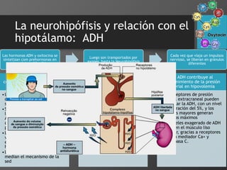 La neurohipófisis y relación con el
hipotálamo: ADH
Las hormonas ADH y oxitocina se
sintetizan com prehormonas en
los núcleos SO y PV.
Luego son transportados por
axones hasta la Neurohipófisis
Cada vez que viaja un impulsos
nervioso, se liberan en gránulos
diferentes
La ADH regula la osmolalidad
corporal alterando la excreción
renal del agua
•La ADH vuelve a los túbulos
colectores permeable
selectivos al agua
•Si aumenta la ADH, se activan
los receptores V2 y el sistema
AMPc lleva acuaporinas que
desplazan el agua al capilar
peritubular
•Los osmorreceptores miden
variaciones de 1%, se
encuentran fuera de la barrera
hematoencefálica
•Los osmorreceptores también
median el mecanismo de la
sed
La secreción de ADH está
influida por múltiples factores
•También se secreta ante
hipovolemia, hipotensión,
nauseas, dolor, estrés y
fármacos
•Se reduce ante hipervolemia,
hipertensión y el alcohol
La ADH contribuye al
mantenimiento de la presión
arterial en hipovolemia
•Los receptores de presión
arterial extracraneal pueden
estimular la ADH, con un nivel
de alteración del 5%, y los
cambios mayores generan
impulsos máximos
•Los niveles exagerado de ADH
contraen el músculo liso
vascular, gracias a receptores
V1, con mediador Ca+ y
fosfolipasa C.
 