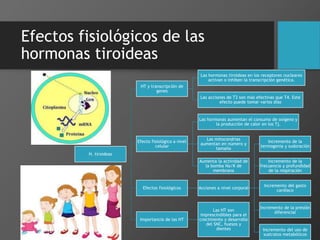 Efectos fisiológicos de las
hormonas tiroideas
H. tiroideas
HT y transcripción de
genes
Las hormonas tiroideas en los receptores nucleares
activan o inhiben la transcripción genética.
Las acciones de T3 son más efectivas que T4. Este
efecto puede tomar varios días
Efecto fisiológico a nivel
celular
Las hormonas aumentan el consumo de oxígeno y
la producción de calor en los Tj.
Las mitocondrias
aumentan en número y
tamaño
Aumenta la actividad de
la bomba Na/K de
membrana
Efectos fisiológicos Acciones a nivel corporal
Incremento de la
termogenia y sudoración
Incremento de la
frecuencia y profundidad
de la respiración
Incremento del gasto
cardíaco
Incremento de la presión
diferencial
Incremento del uso de
sustratos metabólicos
Importancia de las HT
Las HT son
imprescindibles para el
crecimiento y desarrollo
del SNC, huesos y
dientes
 