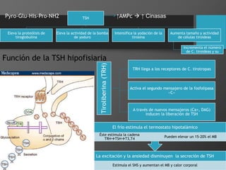 TSH
Eleva la proteólisis de
tiroglobulina
Eleva la actividad de la bomba
de yoduro
Intensifica la yodación de la
tirosina
Aumenta tamaño y actividad
de células tiroideas
Incrementa el número
de C. tiroideas y su
Pyro-Glu-His-Pro-NH2 ↑AMPc  ↑ Cinasas
Tiroliberina(TRH)
TRH llega a los receptores de C. tirotropas
Activa el segundo mensajero de la fosfolipasa
«C»
A través de nuevos mensajeros (Ca+, DAG)
inducen la liberación de TSH
La excitación y la ansiedad disminuyen la secreción de TSH
Estimula el SNS y aumentan el MB y calor corporal
El frío estimula el termostato hipotalámico
Éste estimula la cadena
TRHTSHT3,T4
Pueden elevar un 15-20% el MB
Función de la TSH hipofisiaria
 